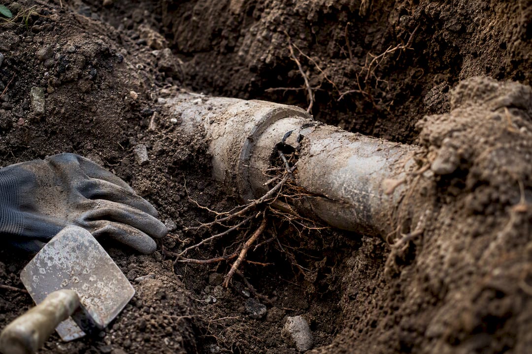Tree roots entering cracked sewer pipe